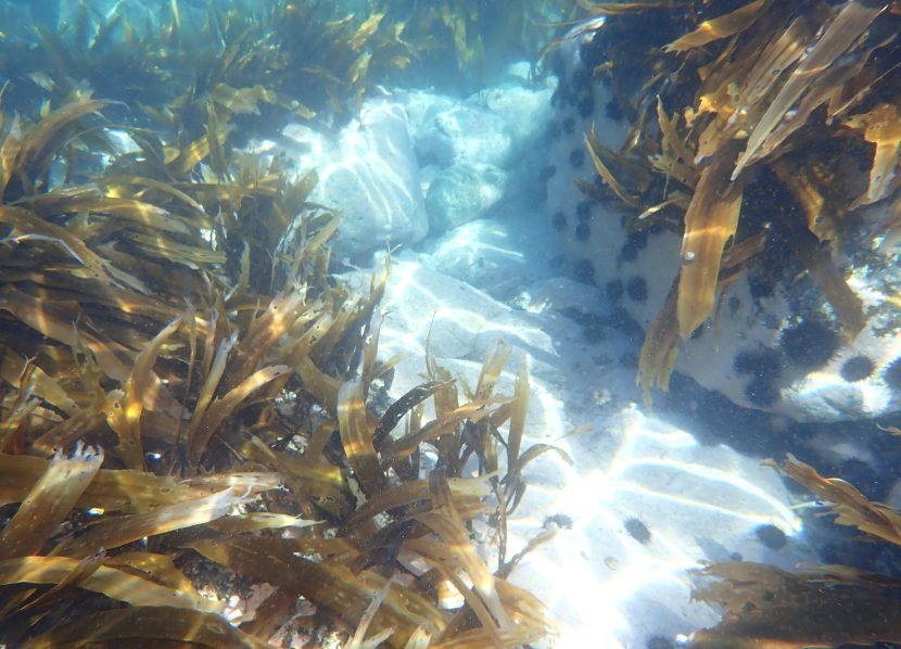 【メディア情報】HBC放送にて、団体連携による取り組みが紹介されました