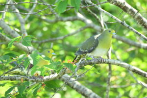 【うみもり日記】Vol.1私たちの日々と自然を綴るコーナー