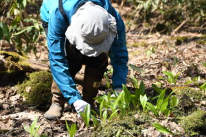【うみもり日記】Vol.4春の恵みを楽しむ山菜取り体験に参加しました in 積丹グリーンたんたん山