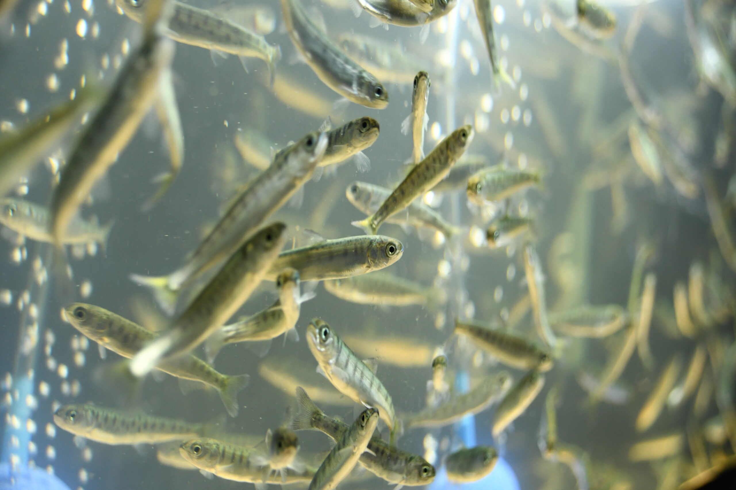 【うみもり日記】Vol.2サケ稚魚の飼育